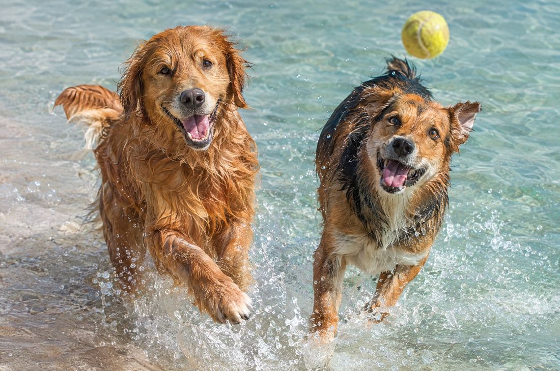 Two dogs running and playing in the shallow water of the beach